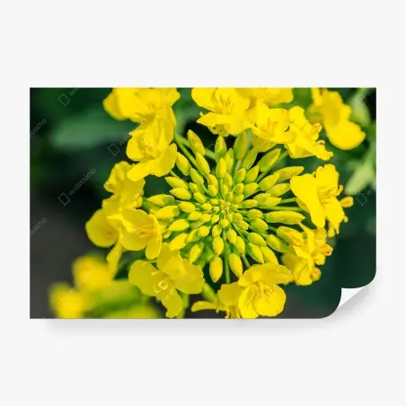 Wall mural vibrant yellow rapeseed blossom close-up • Wallissimo®