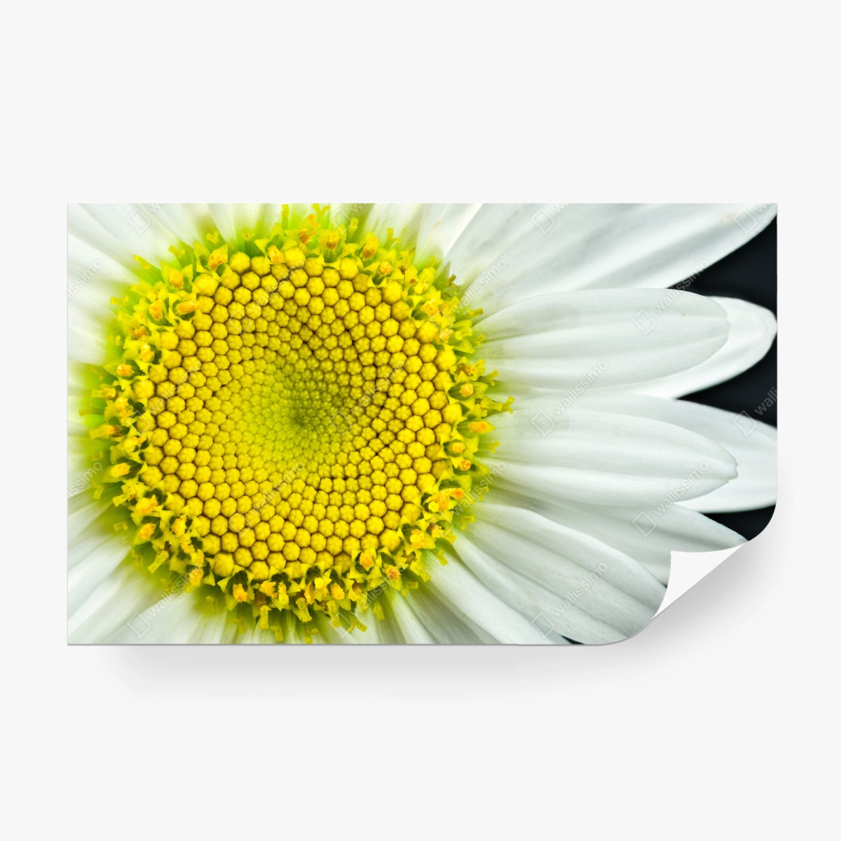Wall mural shasta daisy macro spiral • Wallissimo®