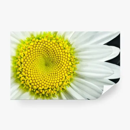 Wall mural shasta daisy macro spiral • Wallissimo®
