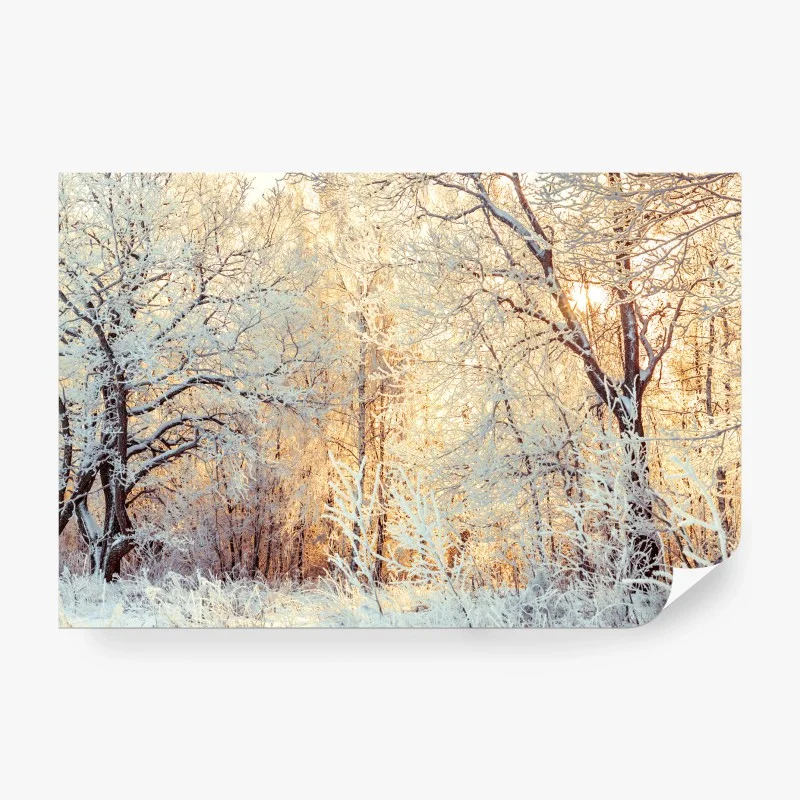 Wall mural winter sunlight in snowy forest