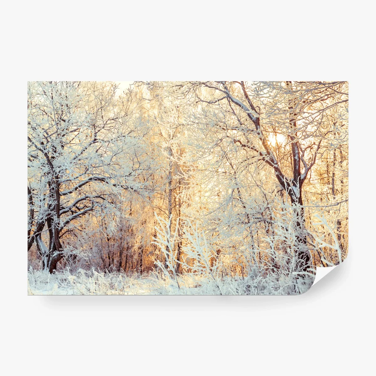 Wall mural winter sunlight in snowy forest ⁕ Wallissimo®