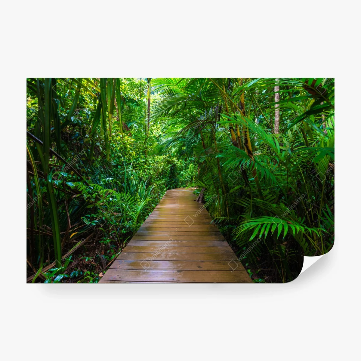 Wall mural mangrove boardwalk through lush green jungle ⁕ Wallissimo®