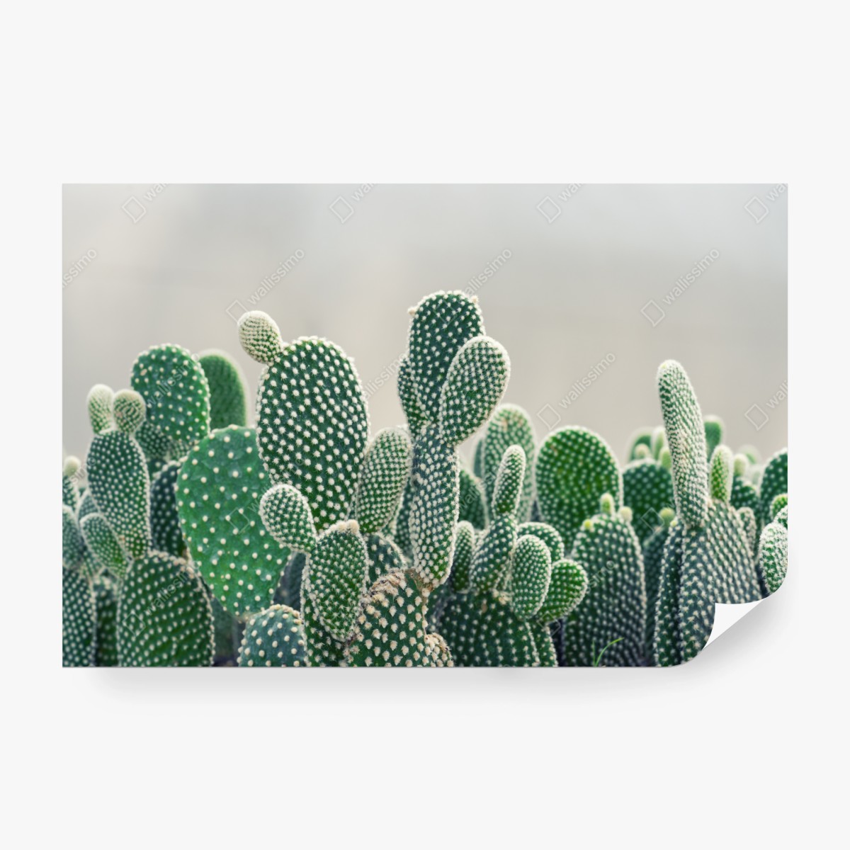 Wall mural opuntia cactus close-up • Wallissimo®