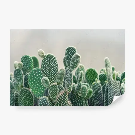 Wall mural opuntia cactus close-up • Wallissimo®