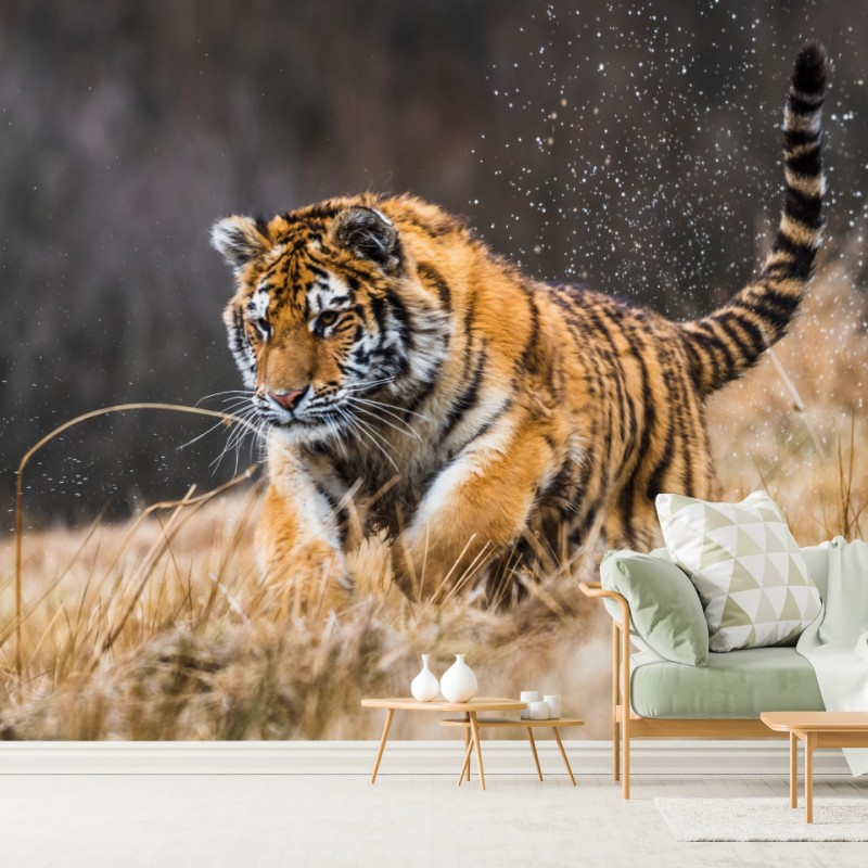 Wall mural Siberian tiger running through grass