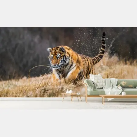 Wall mural Siberian tiger running through grass • Wallissimo®
