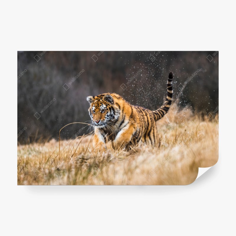Wall mural Siberian tiger running through grass