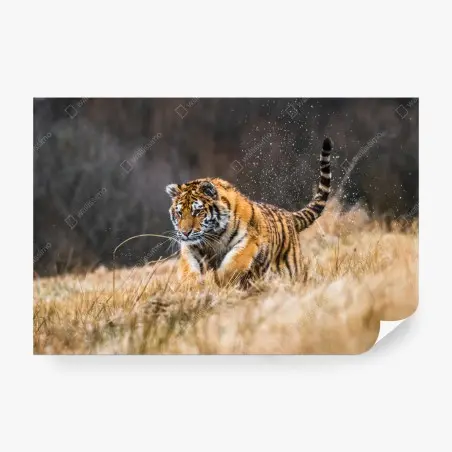Wall mural Siberian tiger running through grass • Wallissimo®