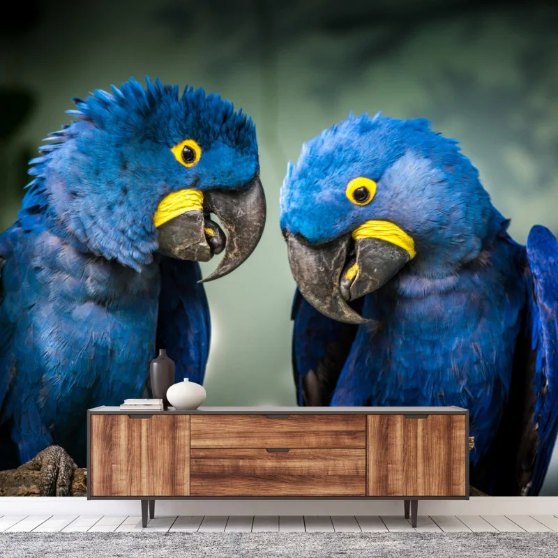 Wall mural pair of blue macaws close-up portrait