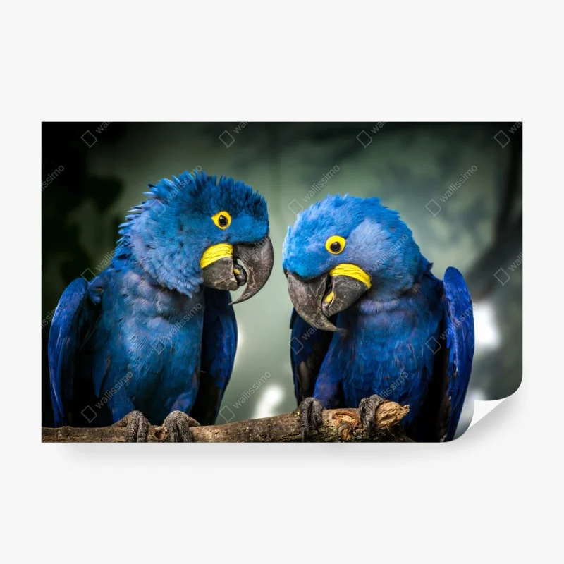 Wall mural pair of blue macaws close-up portrait