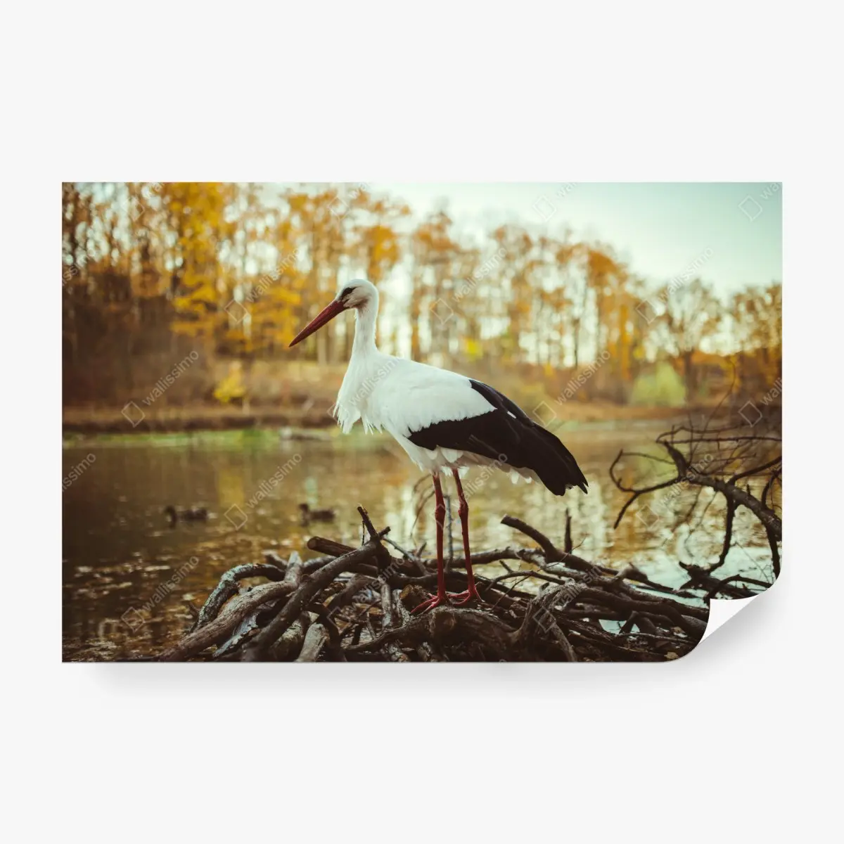 Wall mural white stork by autumn lake • Wallissimo®