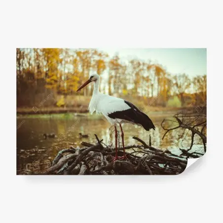 Wall mural white stork by autumn lake • Wallissimo®
