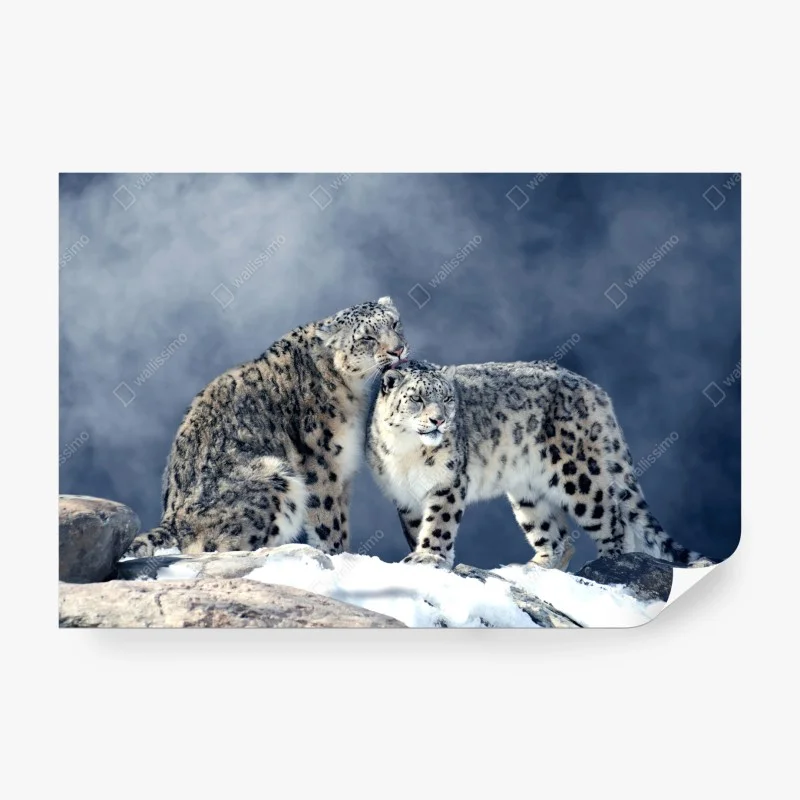 Wall mural majestic snow leopards in winter
