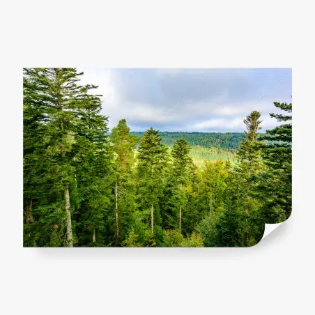 Wall mural Black Forest autumn treetop panorama • Wallissimo®