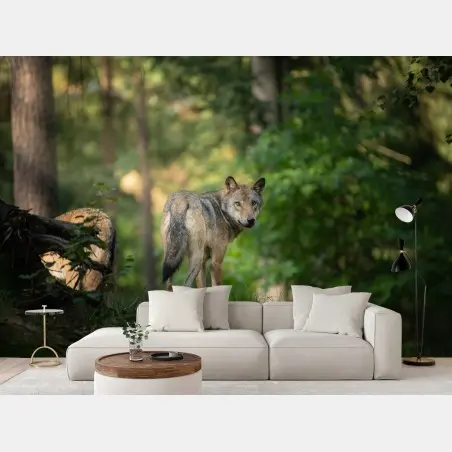 Wall mural wolf gazing in a forest • Wallissimo®