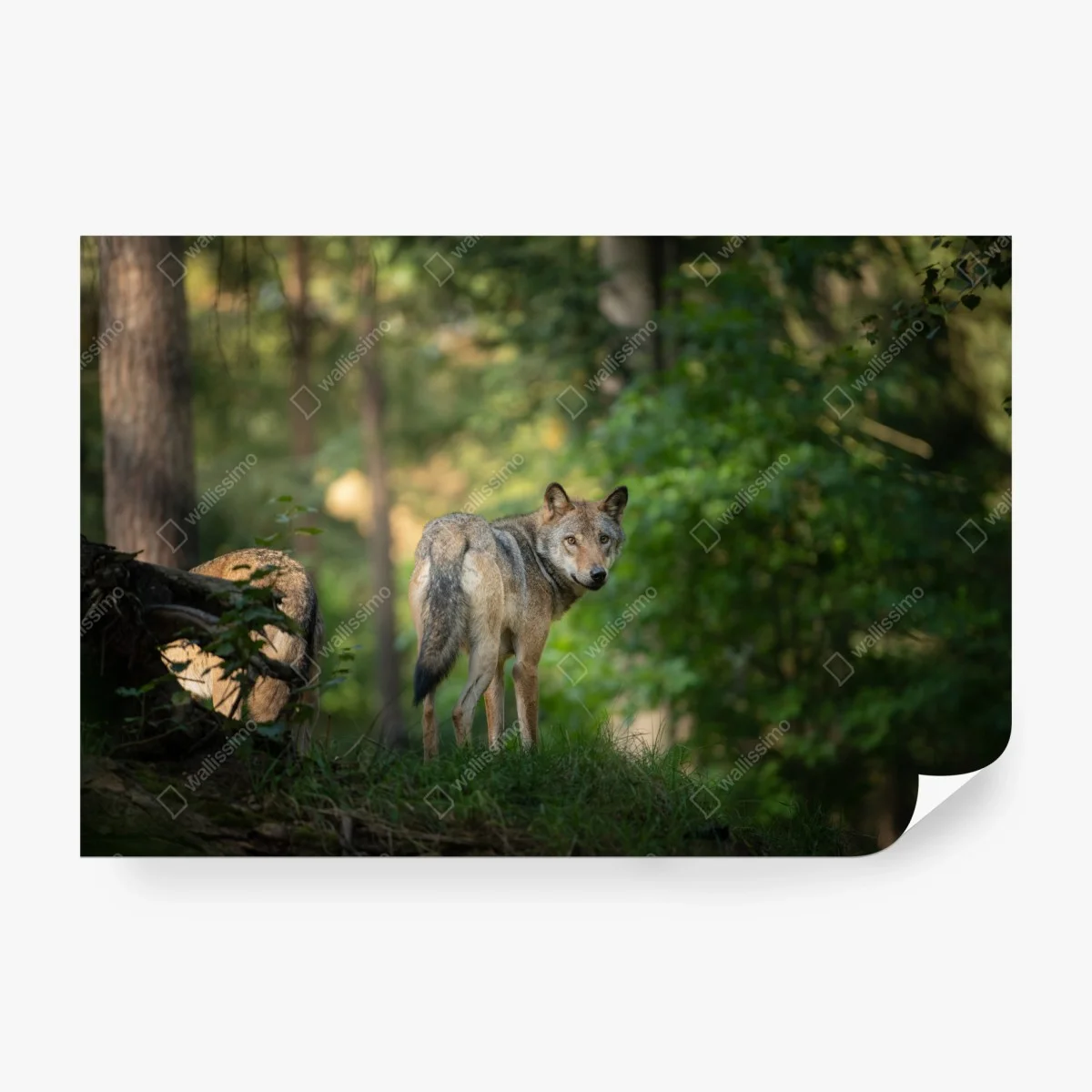 Wall mural wolf gazing in a forest ⁕ Wallissimo®