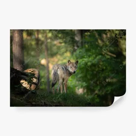 Wall mural wolf gazing in a forest • Wallissimo®