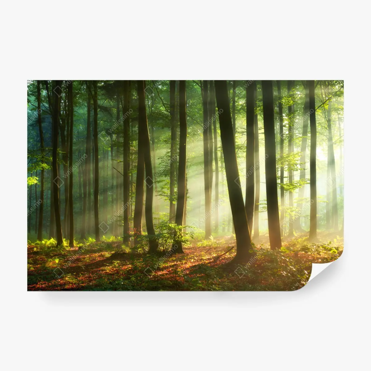 Wall mural sunlit morning in the forest • Wallissimo®