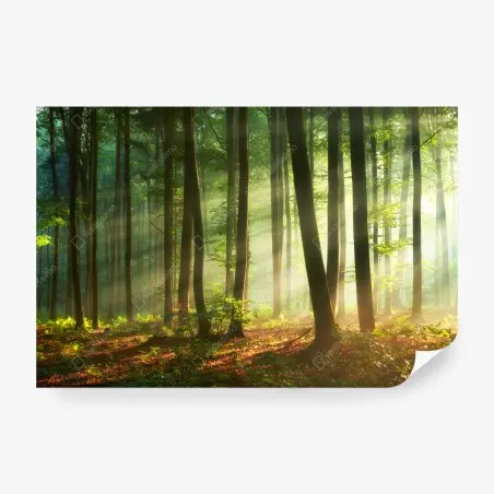 Wall mural sunlit morning in the forest • Wallissimo®