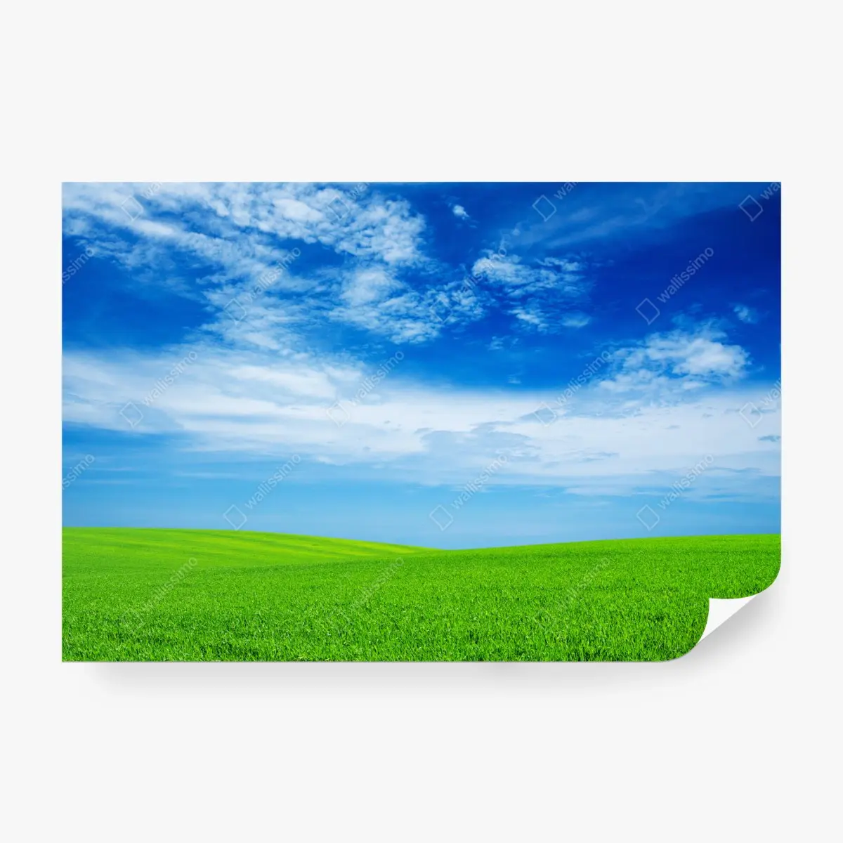 Wall mural rolling green meadow under a bright blue sky • Wallissimo®