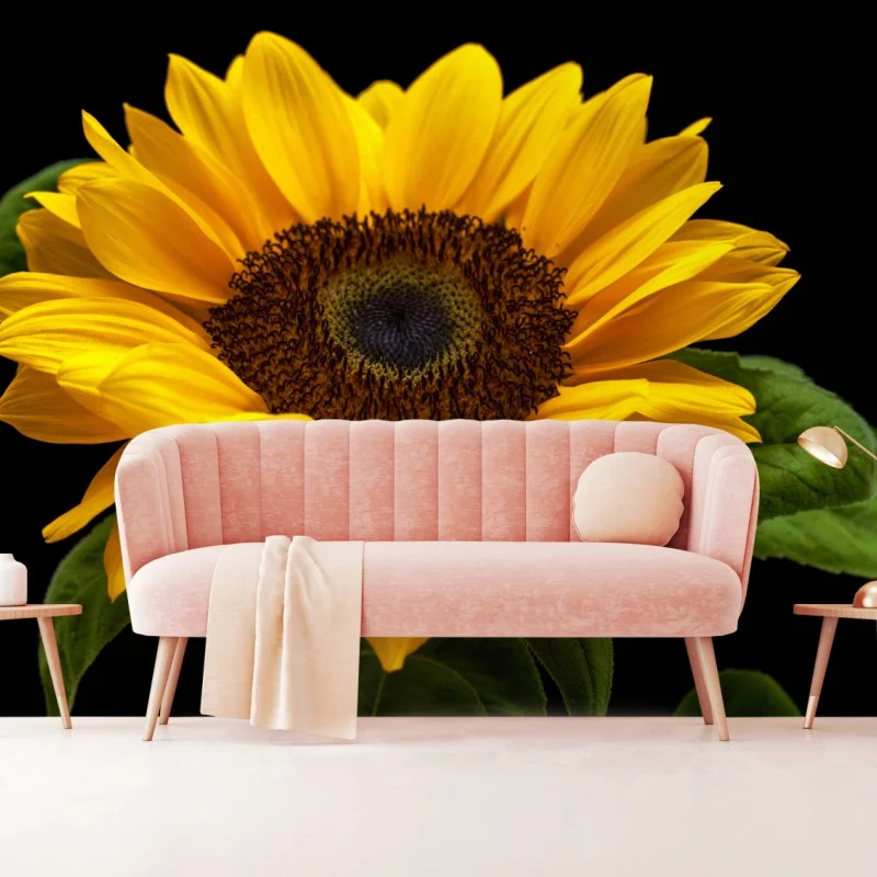 Wall mural vibrant sunflower on black background