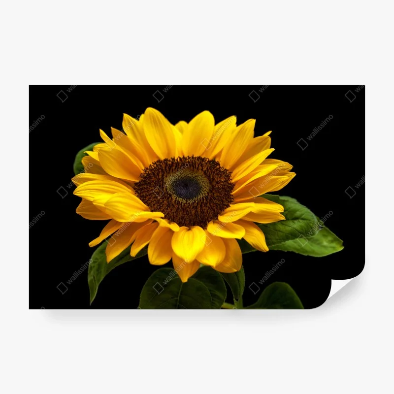 Wall mural vibrant sunflower on black background