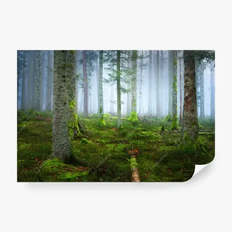 Wall mural misty Alsace pine forest • Wallissimo®