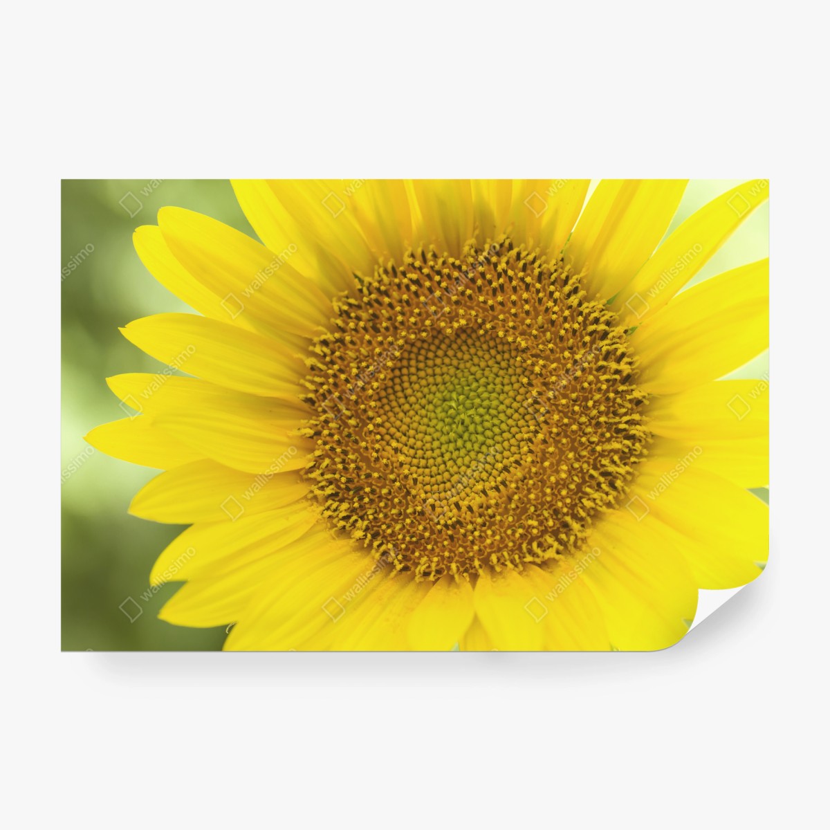 Wall mural bright sunflower close-up • Wallissimo®