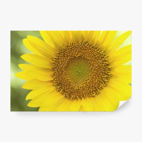Wall mural bright sunflower close-up • Wallissimo®