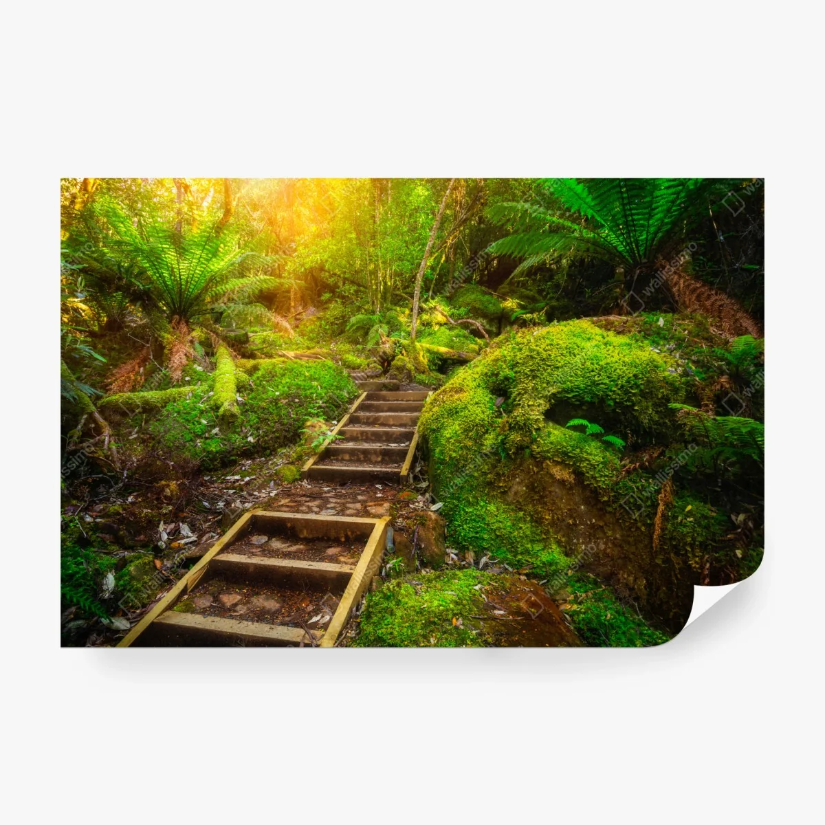 Wall mural mossy rainforest path on Tasman Peninsula ⁕ Wallissimo®