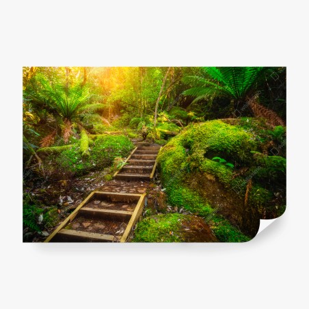 Wall mural mossy rainforest path on Tasman Peninsula • Wallissimo®
