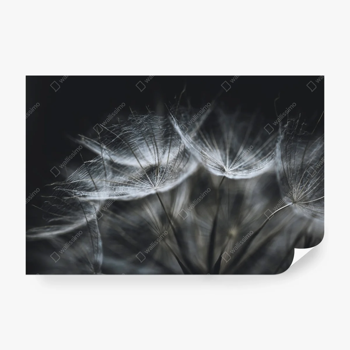 Wall mural delicate dandelion seed head in monochrome ⁕ Wallissimo®