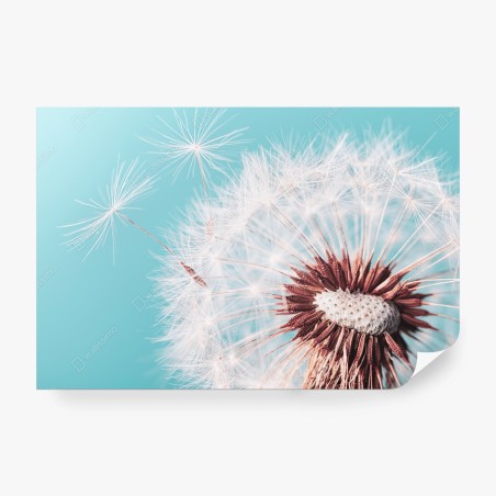 Wall mural delicate dandelion on turquoise background • Wallissimo®