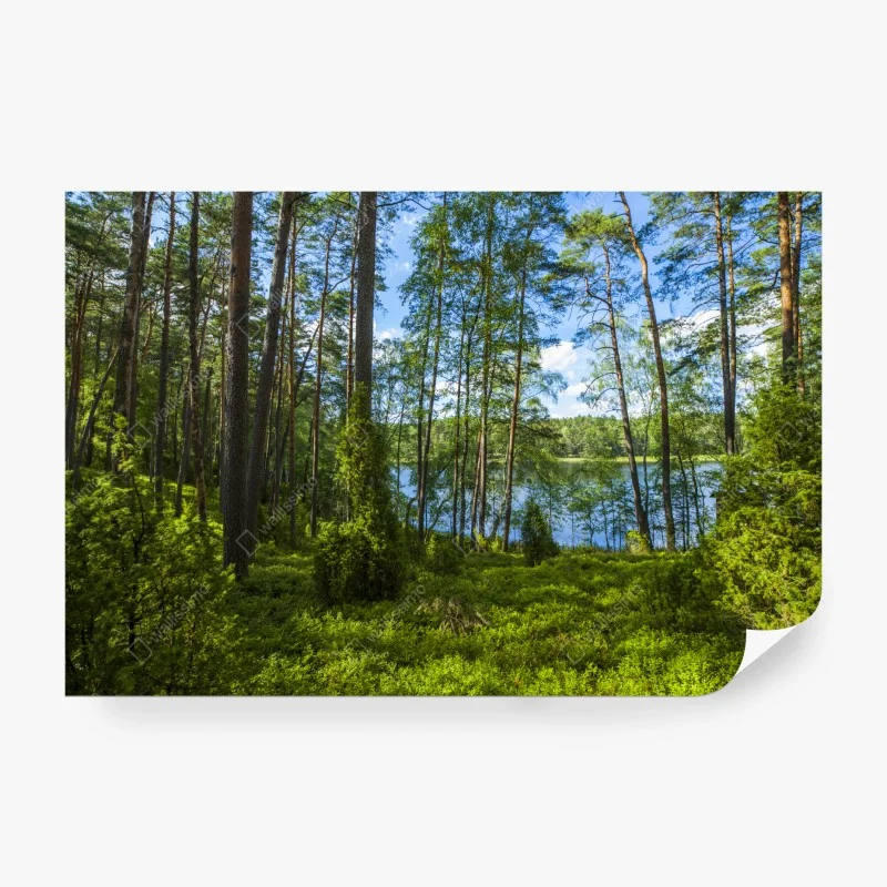 Wall mural tranquil pine forest by the lake