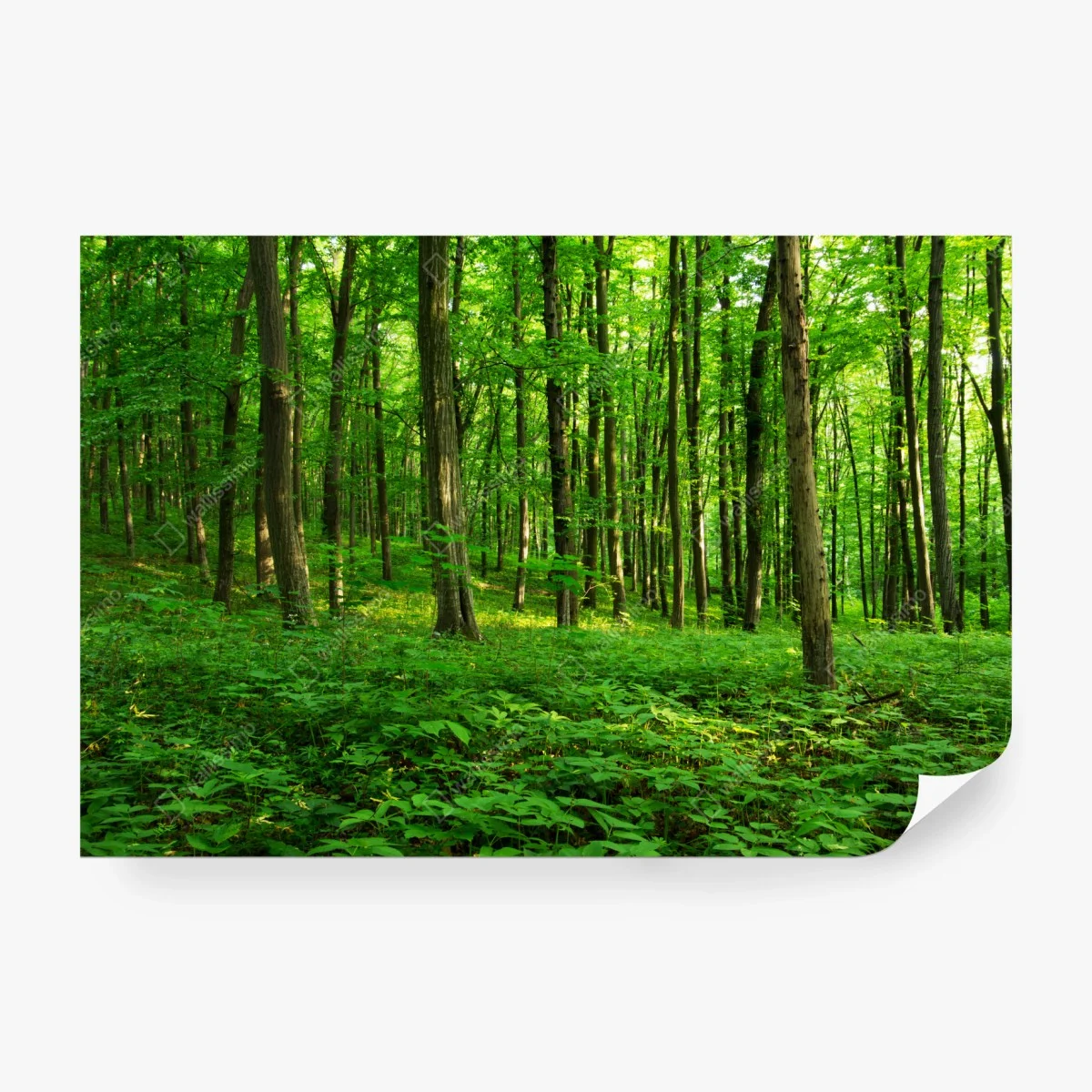 Wall mural sunlit green forest in spring • Wallissimo® Wall mural sunlit green forest in spring • Wallissimo®