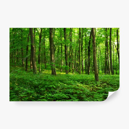 Wall mural sunlit green forest in spring • Wallissimo®