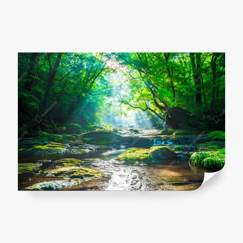 Wall mural sunlit forest stream with mossy rocks ⁕ Wallissimo®