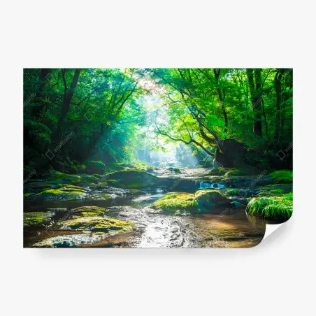 Wall mural sunlit forest stream with mossy rocks • Wallissimo®