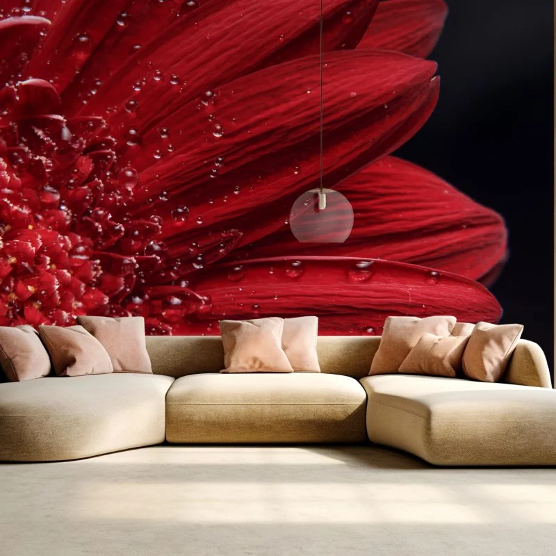 Wall mural red gerbera daisy close-up with dewdrops ⁕ Wallissimo®