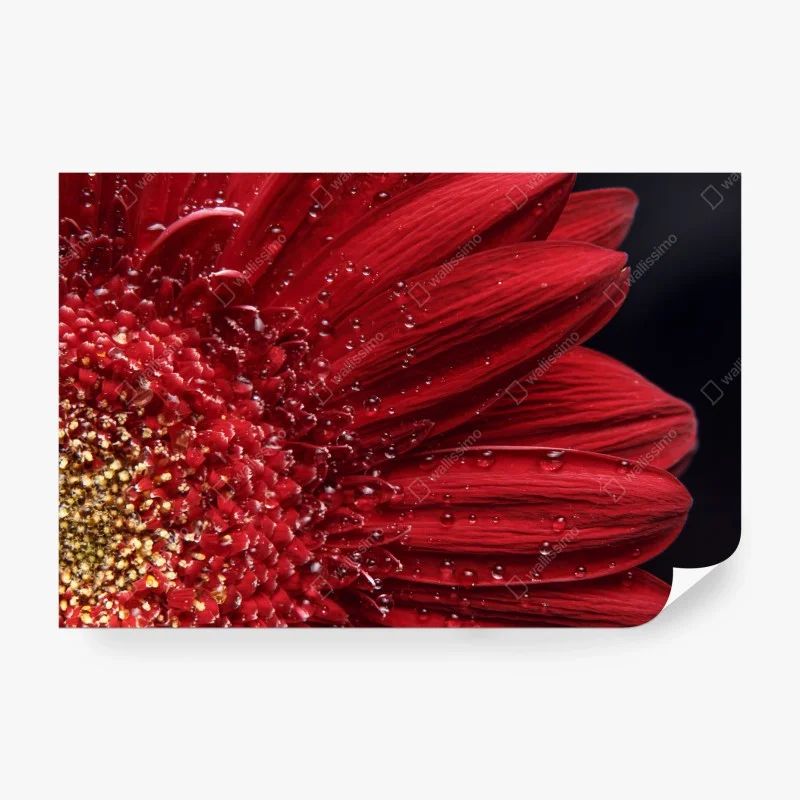 Wall mural red gerbera daisy close-up with dewdrops ⁕ Wallissimo®