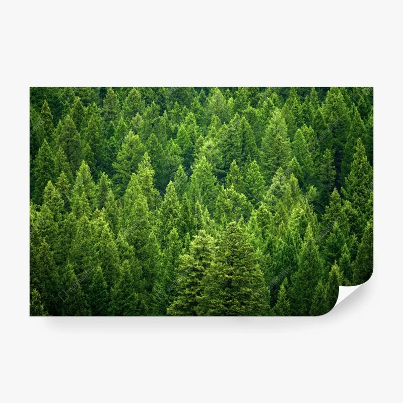 Wall mural lush pine forest canopy