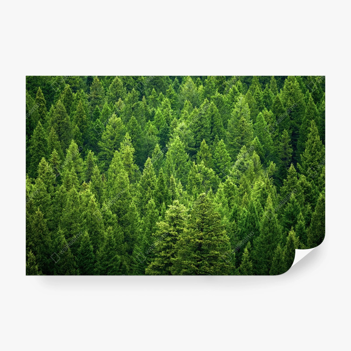 Wall mural lush pine forest canopy • Wallissimo®
