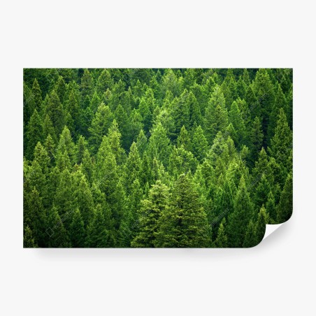 Wall mural lush pine forest canopy • Wallissimo®