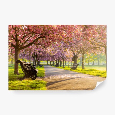 Wall mural cherry blossom avenue in spring • Wallissimo®