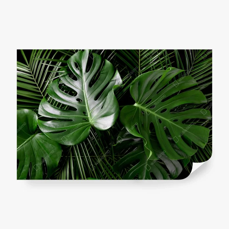 Wall mural lush monstera leaves composition