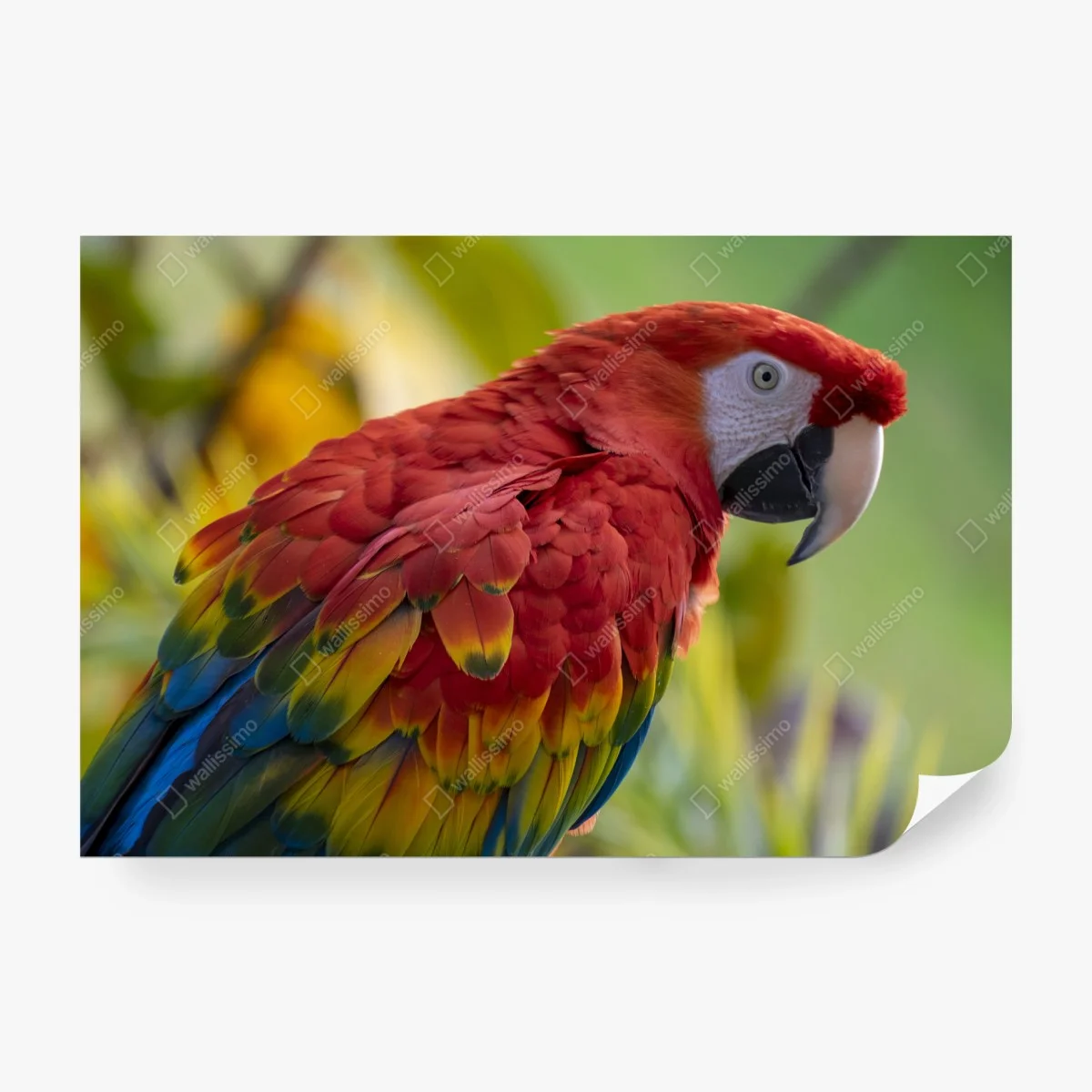 Wall mural vibrant scarlet macaw portrait • Wallissimo® Wall mural vibrant scarlet macaw portrait • Wallissimo®
