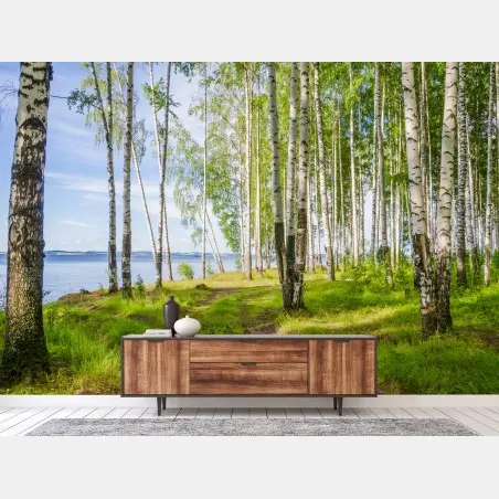 Wall mural sunlit birch grove by the water • Wallissimo®
