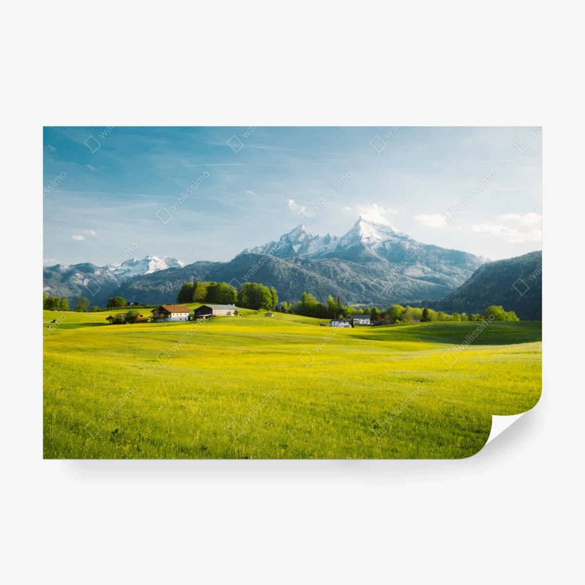 Wall mural alpine meadow beneath snowcapped peaks • Wallissimo® Wall mural alpine meadow beneath snowcapped peaks • Wallissimo®