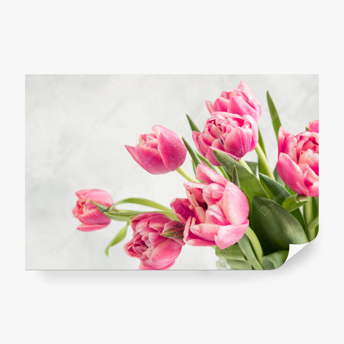 Wall mural elegant pink tulip bouquet • Wallissimo®