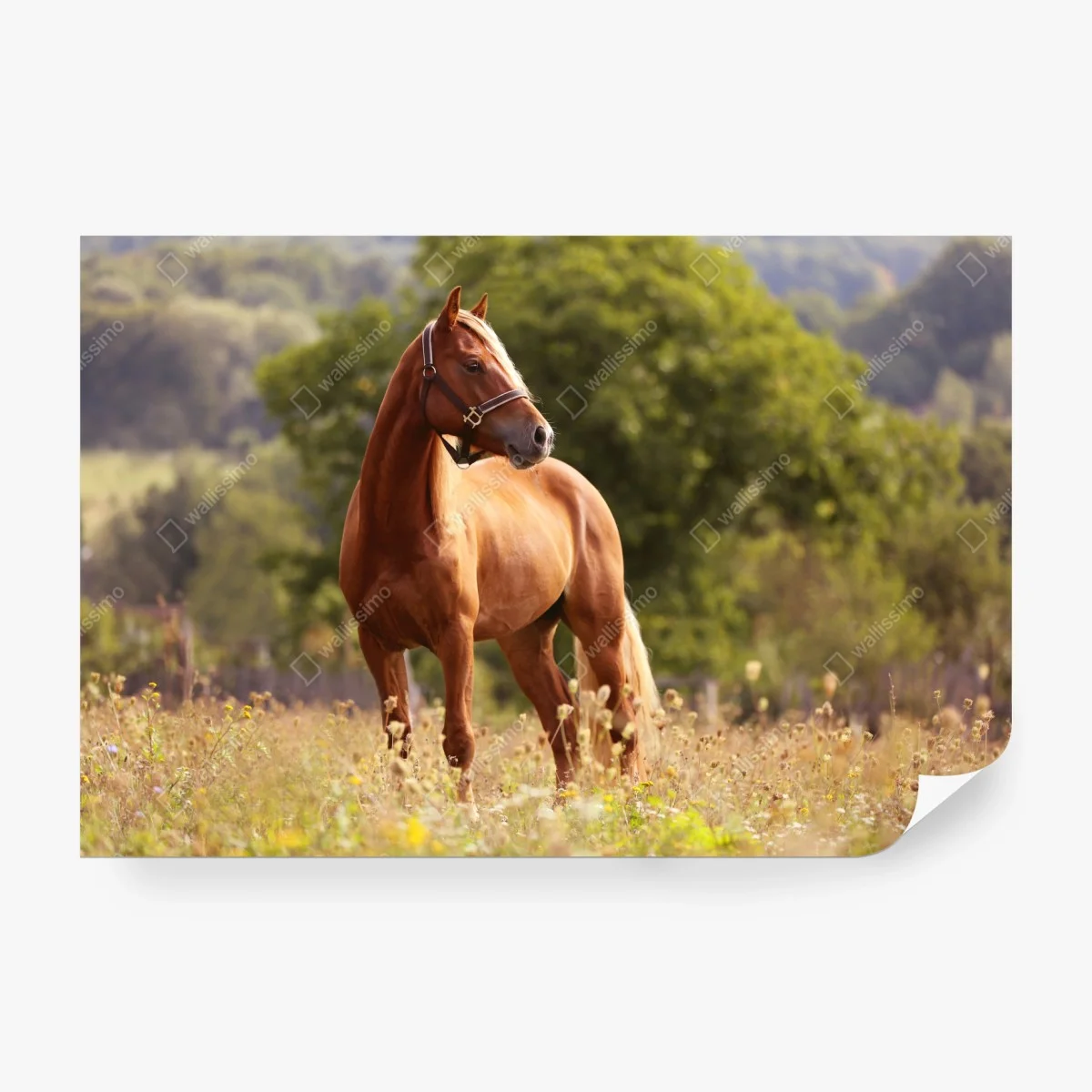 Wall mural majestic chestnut horse in summer meadow ⁕ Wallissimo®